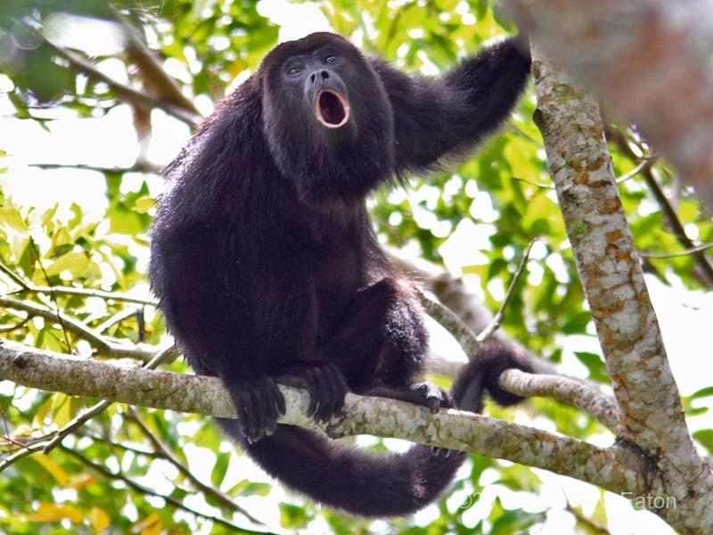 black-howler-monkey-photos